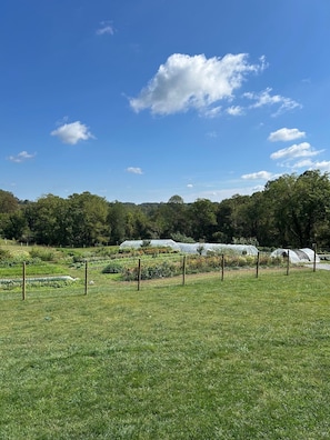 A green field with a row of greenhouses and a clear blue sky.