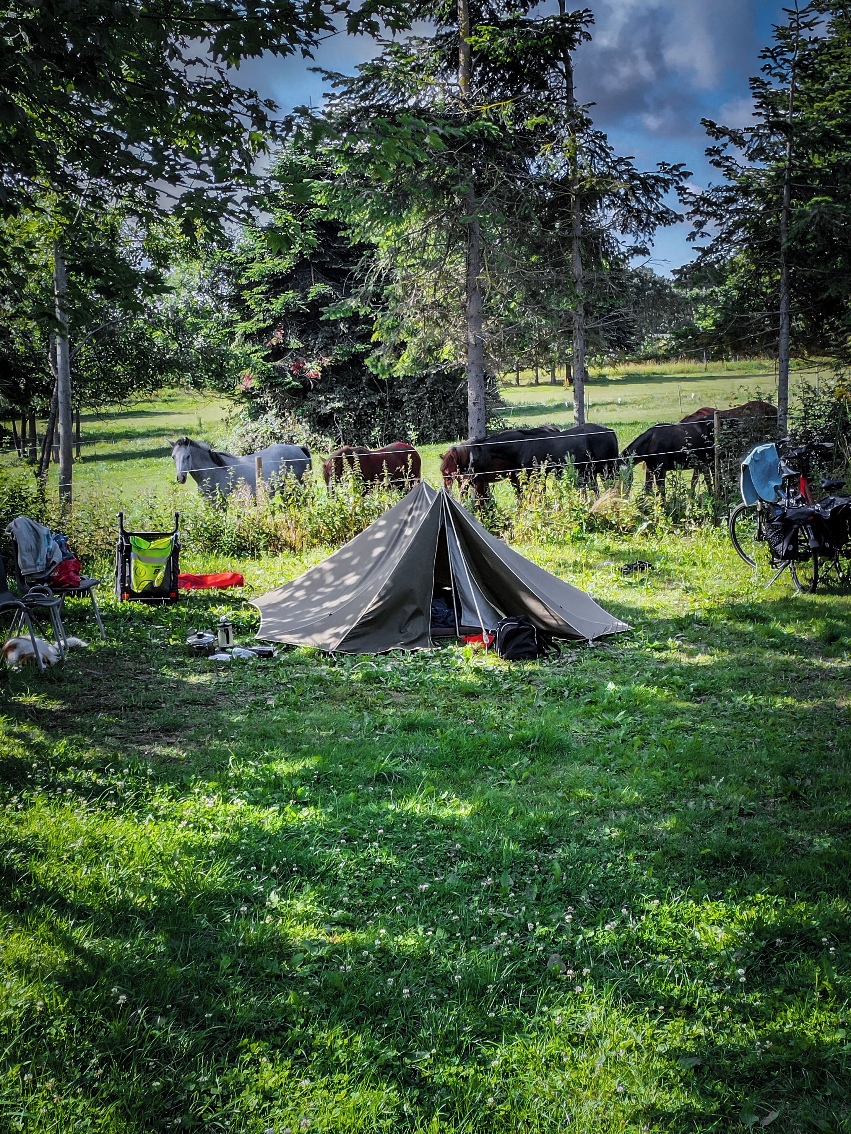 Een tent opgesteld in een grasveld, met bomen op de achtergrond.