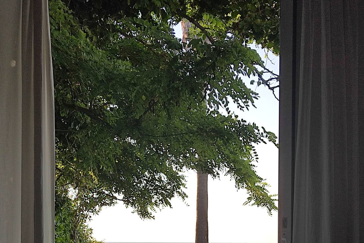 Una habitación con vista a un árbol y al agua, una silla de mimbre y una cortina.