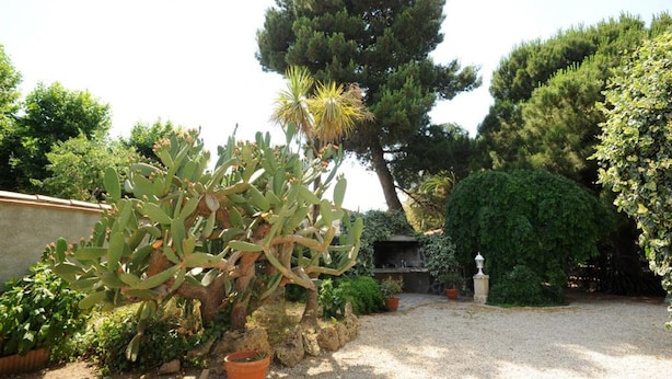 Een tuin met verschillende planten, waaronder een grote cactus en een hoge boom.