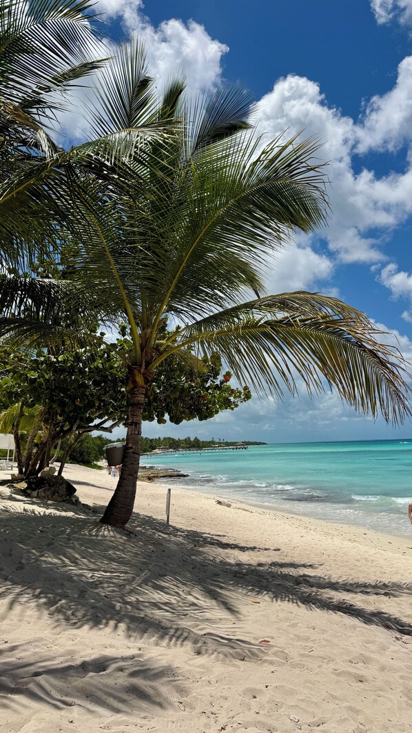 Una playa con una palmera, cielo azul despejado y mar tranquilo.