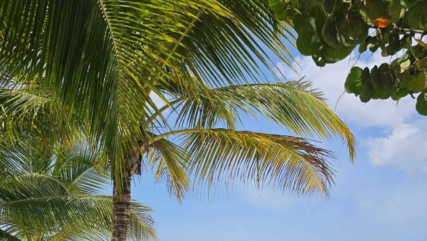 A beach with palm trees and clear blue water. - Aqua Esmeralda • Luxury Beachfront • Curazao 103 (Dominicus)