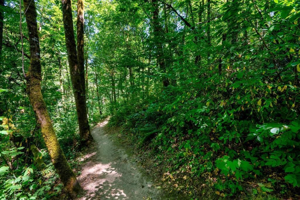 A forest path surrounded by dense green foliage.
