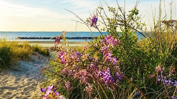 A beach scene with purple flowers, a sandy path, and the ocean in the background. - Beach Condo 3BR | Deck | Family Friendly (Norfolk)