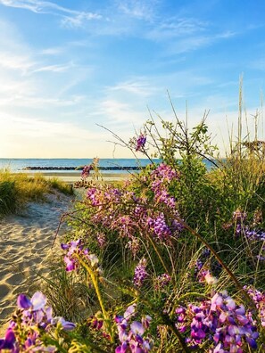 Uma praia com flores roxas, um caminho de areia e o oceano ao fundo.