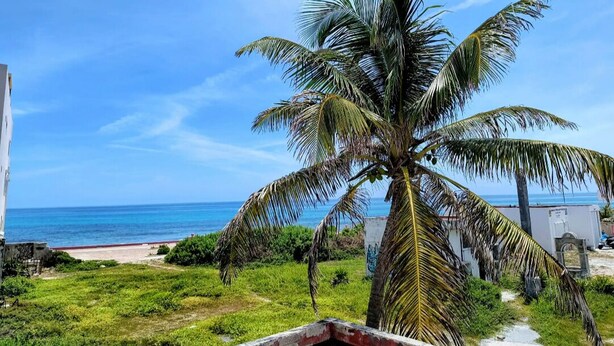 A palm tree, a pathway, and a beach view. - Capitan Tiega House (Isla Mujeres)