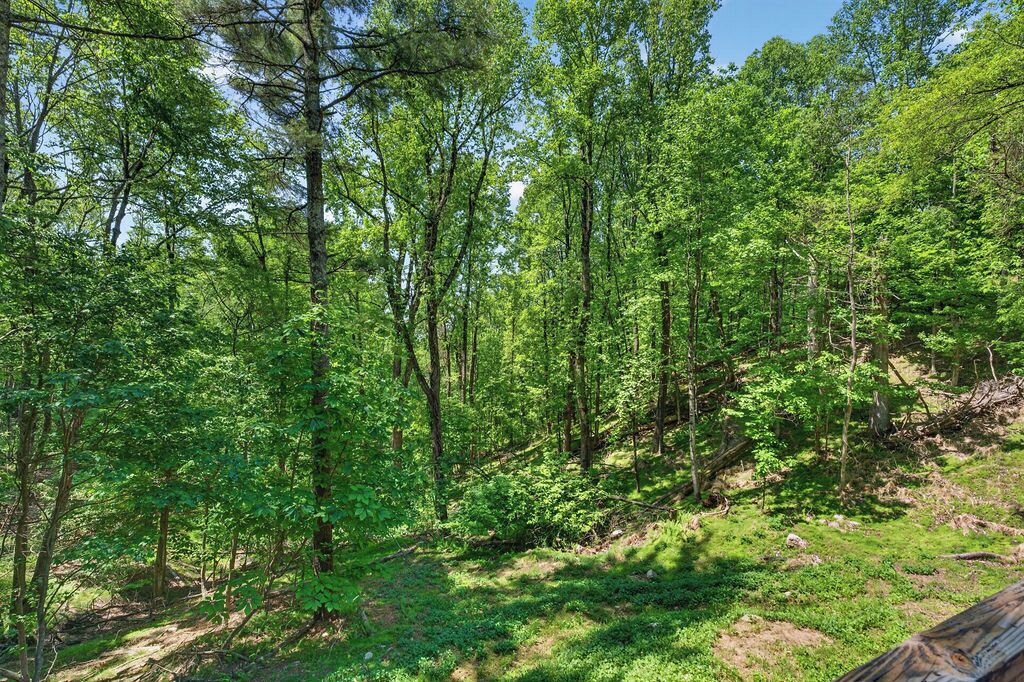 Une forêt dense, avec de grands arbres et un sentier de terre.