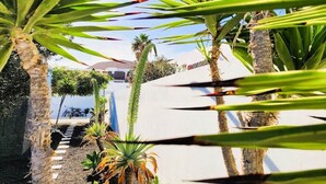 Un jardin avec des palmiers et un mur blanc.