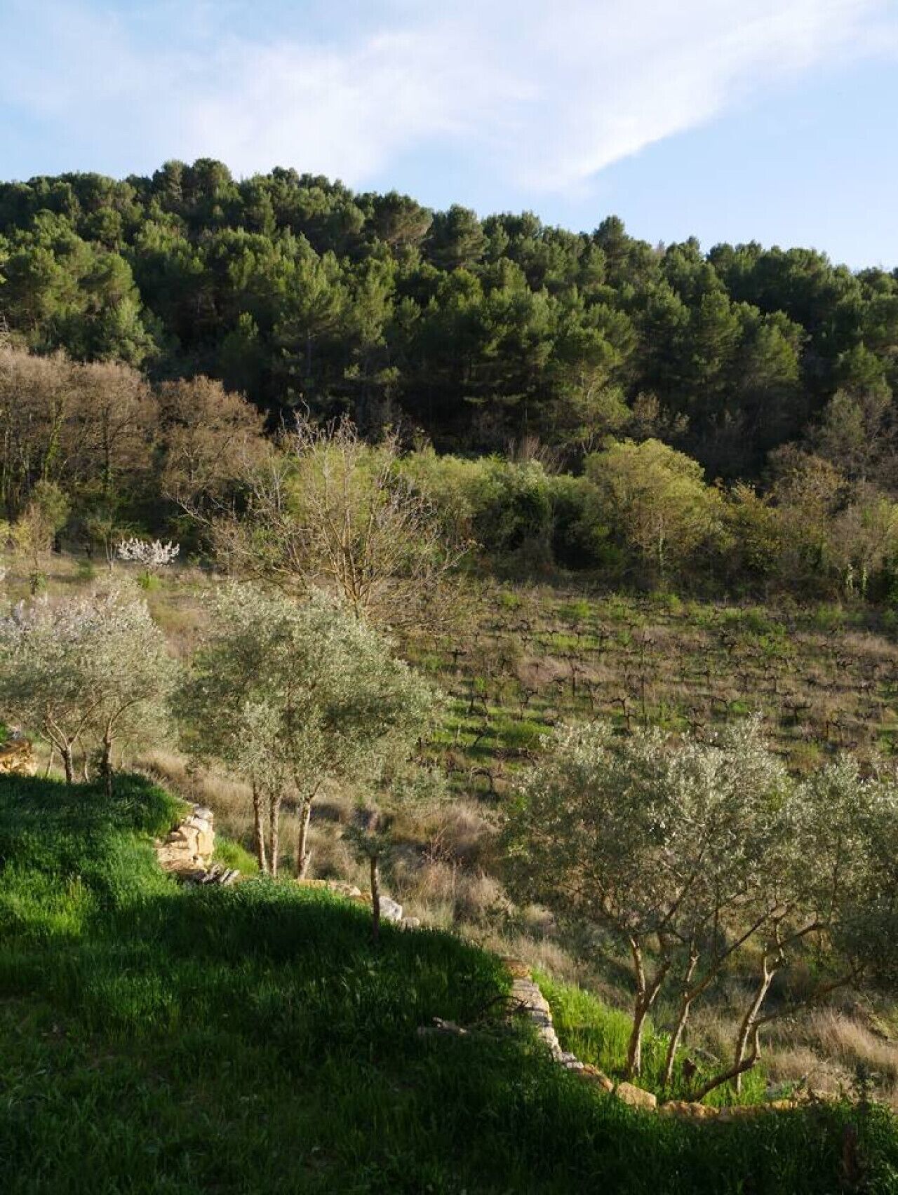 Un paysage naturel avec des arbres et une colline en arrière-plan.