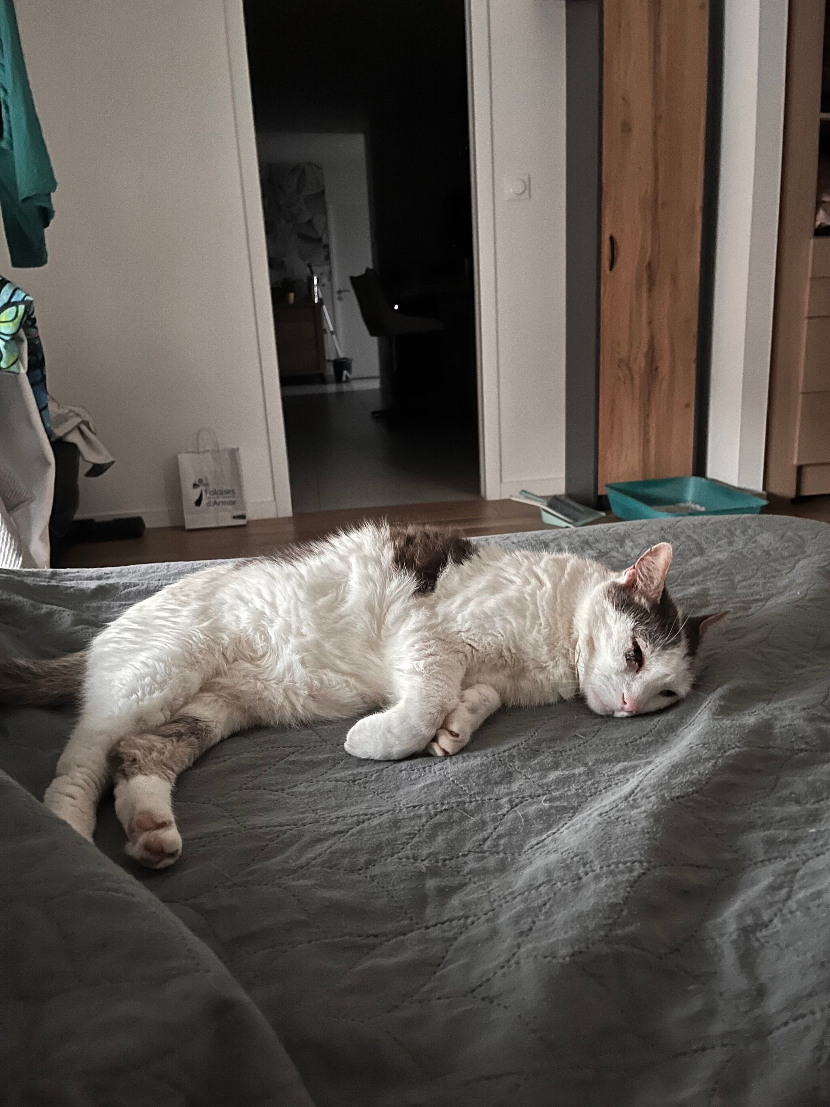 Un chat est allongé sur un lit dans une pièce dont le sol est en bois, qui contient une chaise verte et dont le mur est blanc.