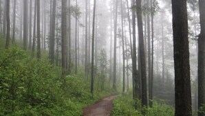 A forest path surrounded by tall trees and dense underbrush.