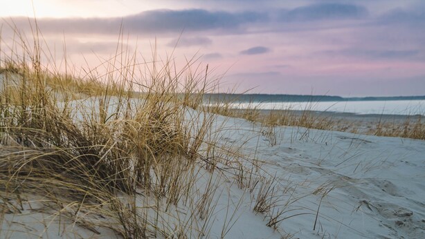 Ein Strand mit Dünen und Grasbüschen.