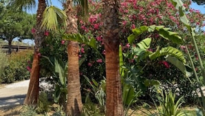 A garden with palm trees and flowering plants. - Mobile home, AC - 5 guests (Sainte-Marie)