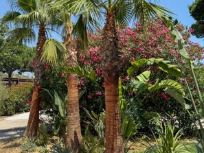 Ein Garten mit Palmen und blühenden Pflanzen.