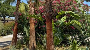 A garden with palm trees and flowering plants. - Mobile Home with Terrace and AC - 6 guests (Sainte-Marie)