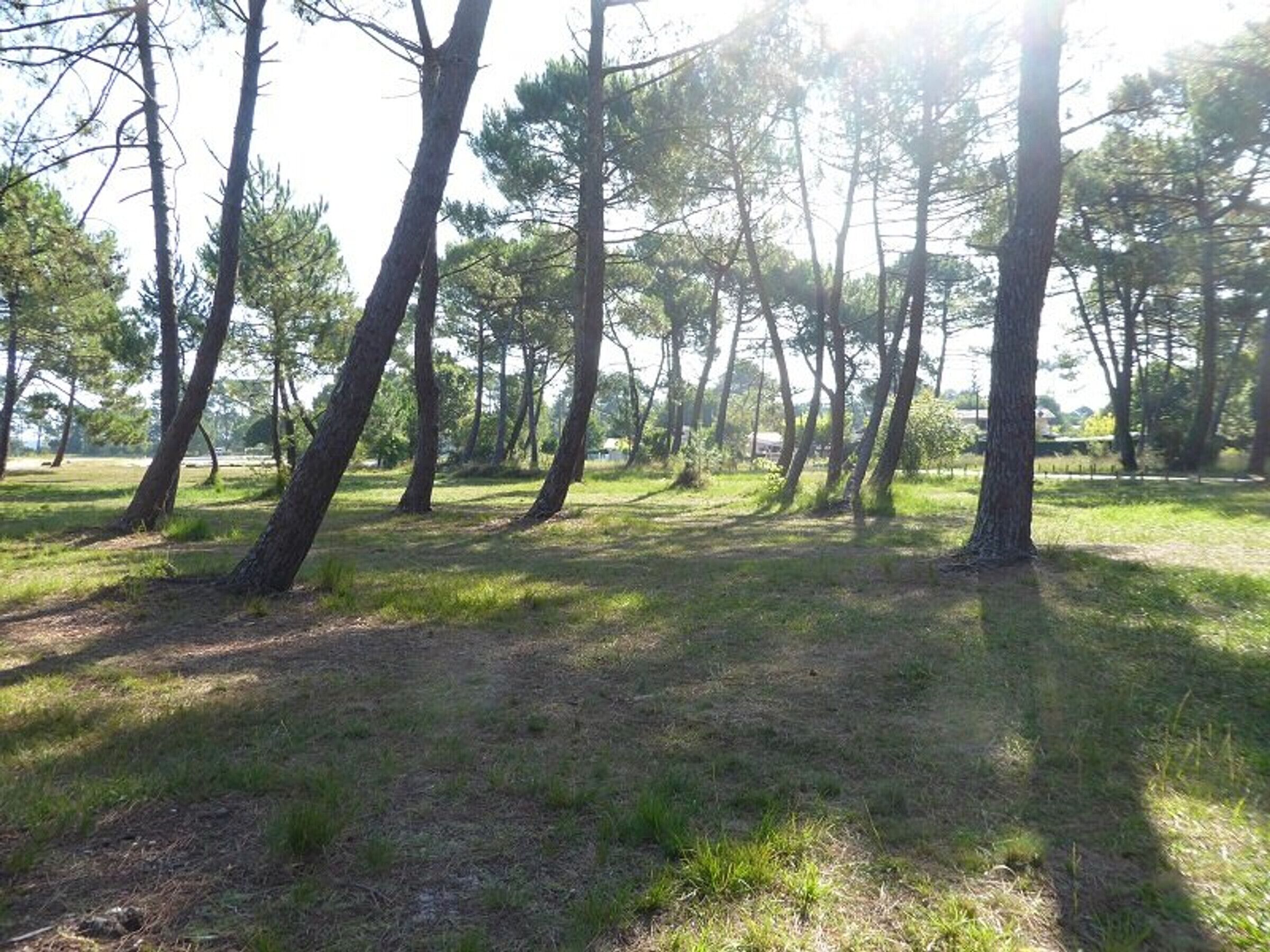 A natural outdoor area with tall trees and grassy ground.