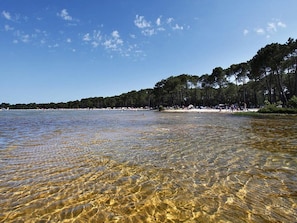 Ein Strand mit klarem Wasser, einem sandigen Ufer und einer Baumreihe im Hintergrund.