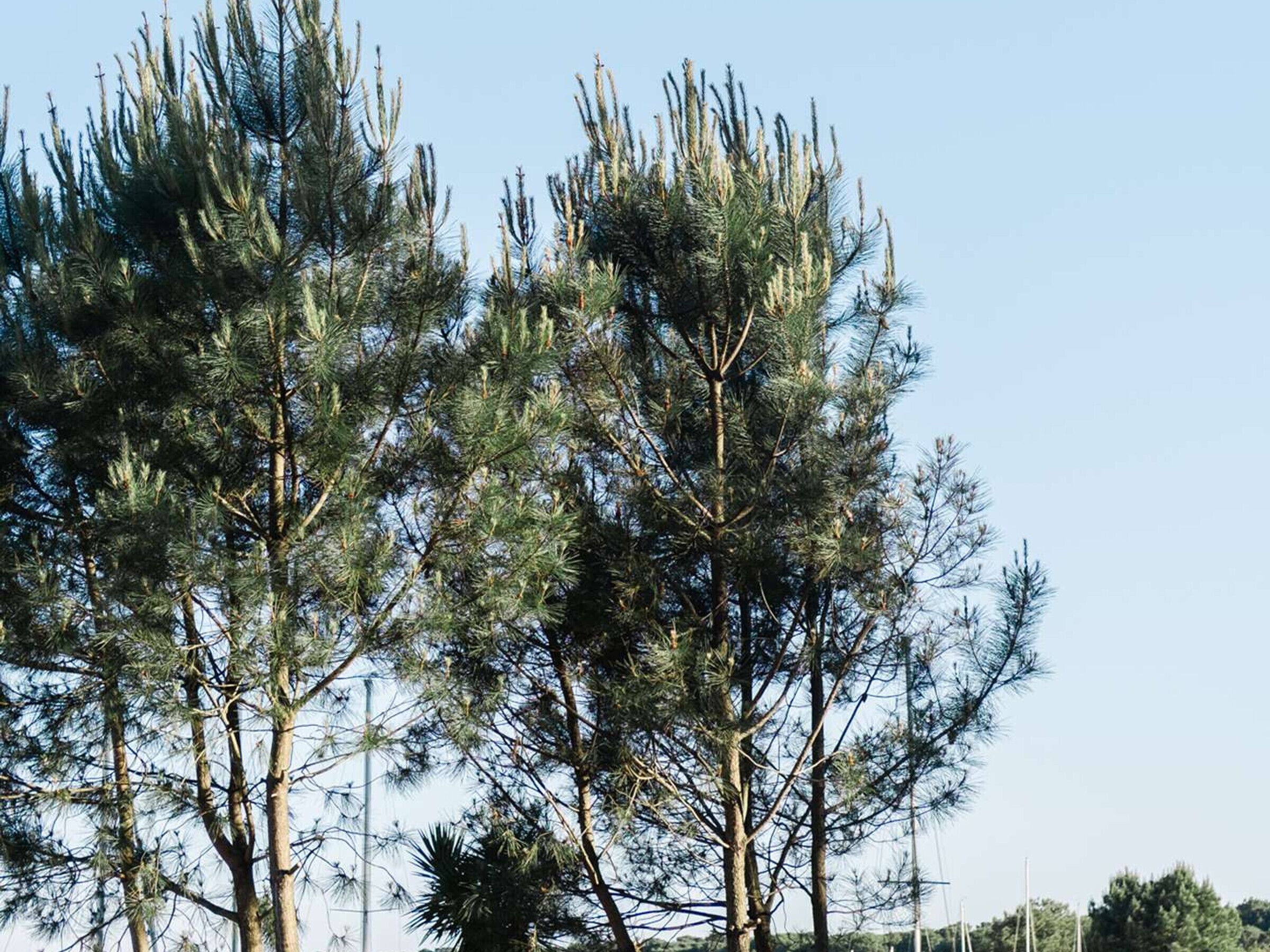A group of tall pine trees with clear blue sky in the background.