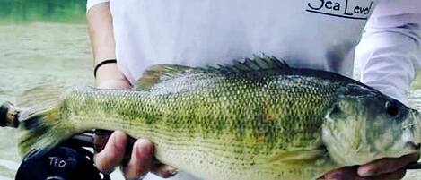 Una persona sosteniendo un pez con un carrete de pesca.