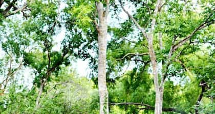 Texas Family Retreat: Glamping Safari Tent with Deluxe Amenities in Cibolo