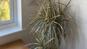 Une pièce avec une fenêtre, une plante en pot et trois œuvres d’art encadrées accrochées au mur.