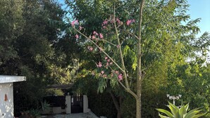 Ein Garten mit Baum, Blumentöpfen und einem weißen Gebäude.