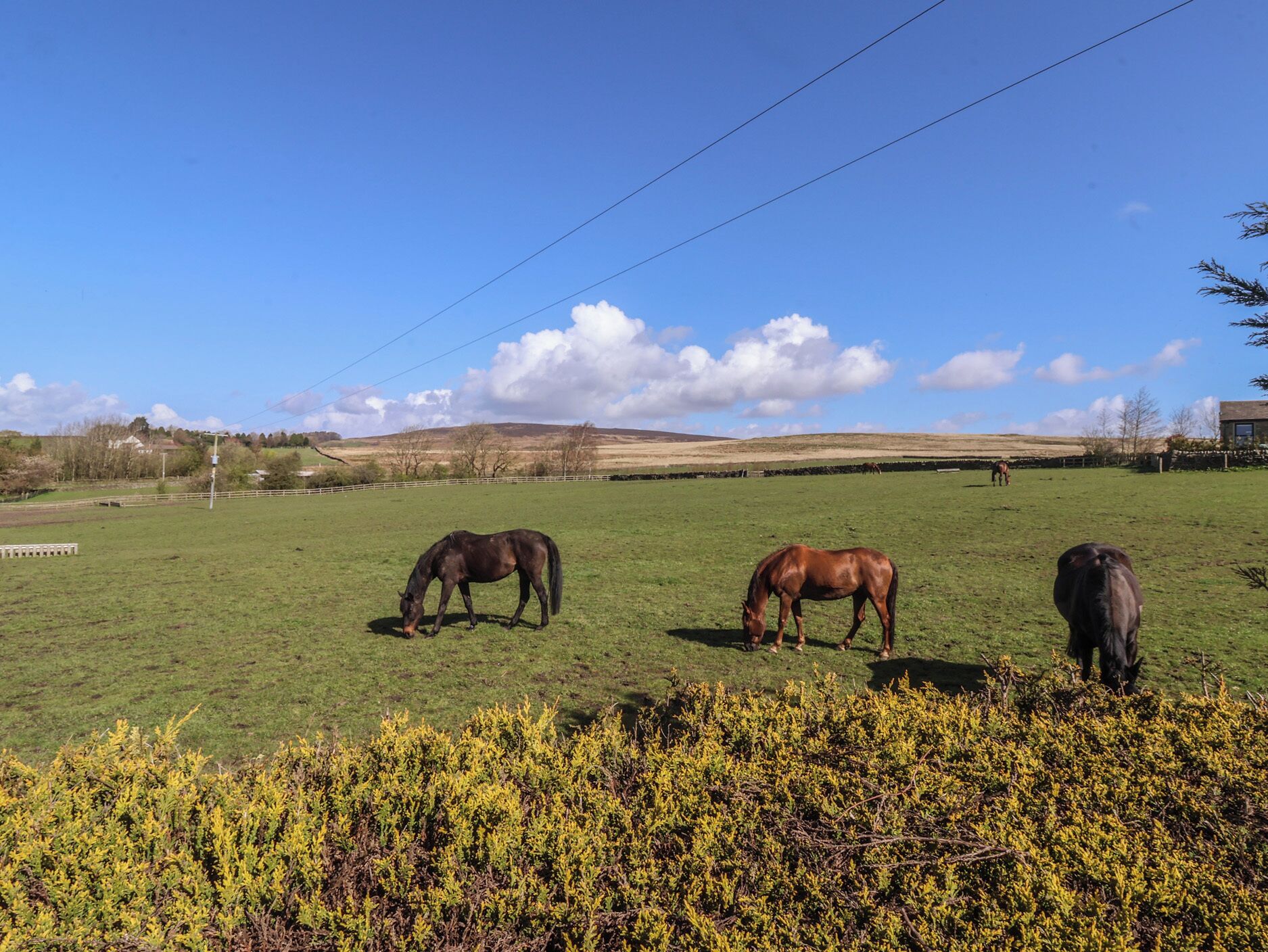 A grassy field with horses grazing, a fence, and a building in the background.