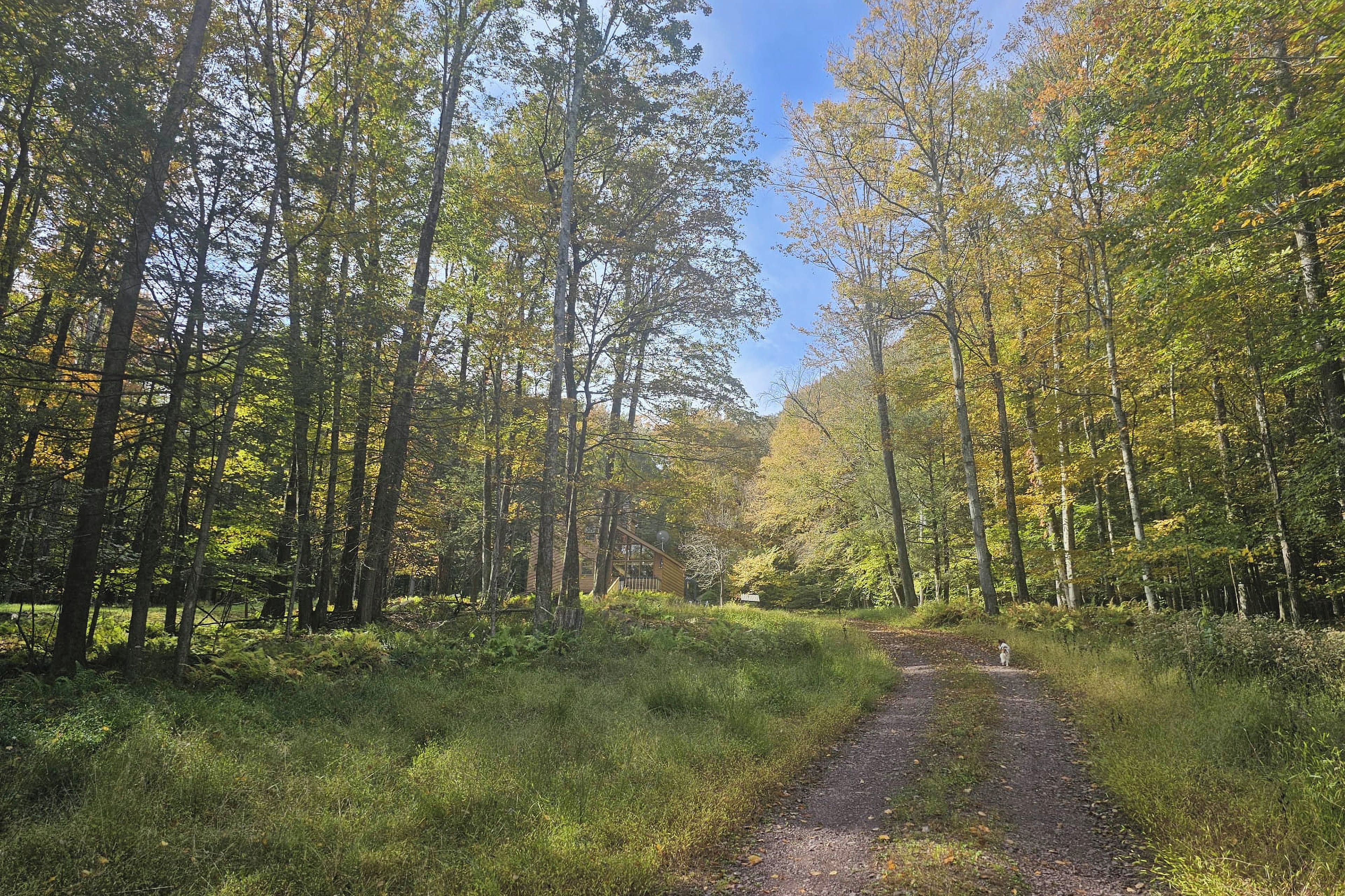 Une zone boisée traversée par un sentier de gravier.
