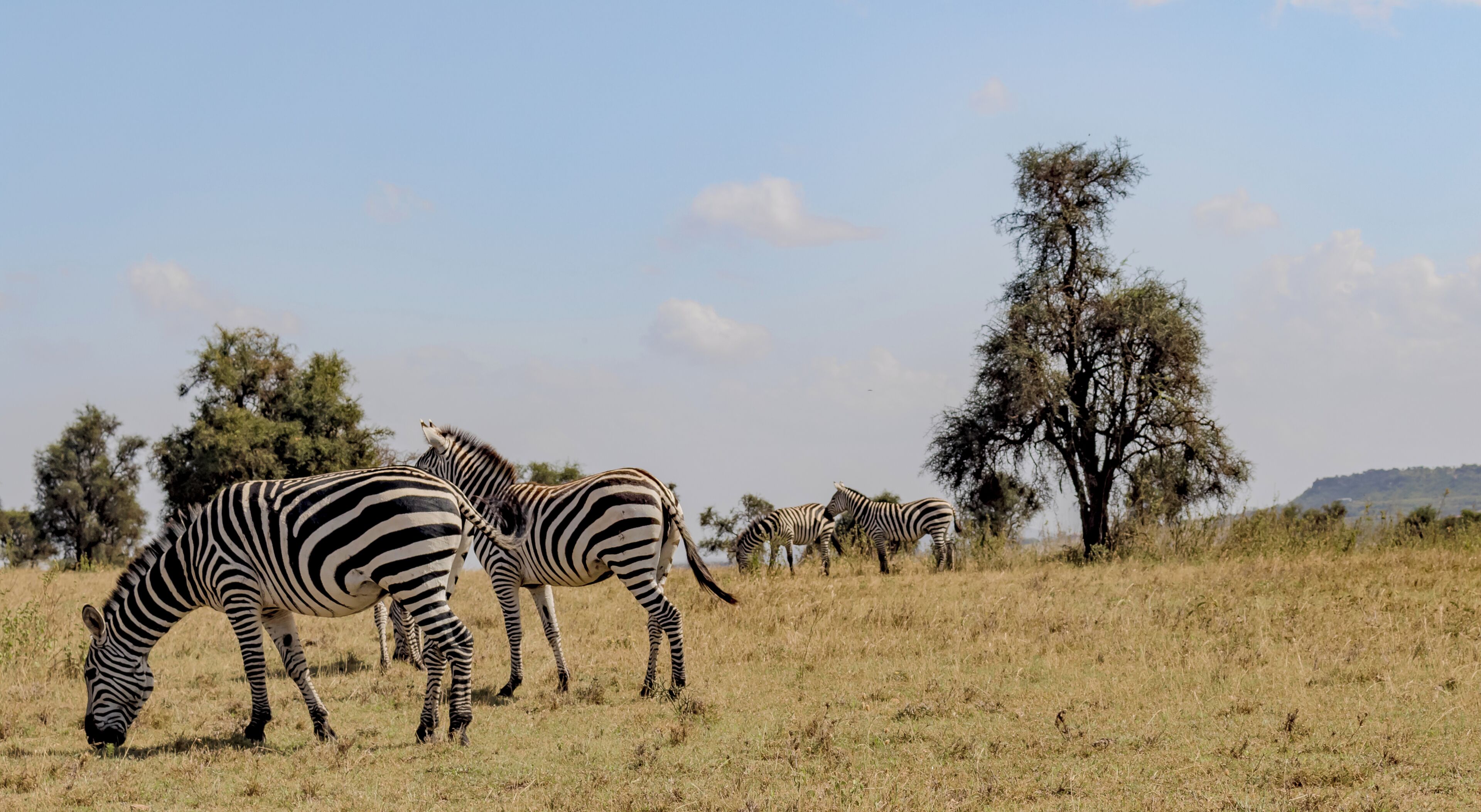 Zebras grazing in a grassy field with trees in the background.