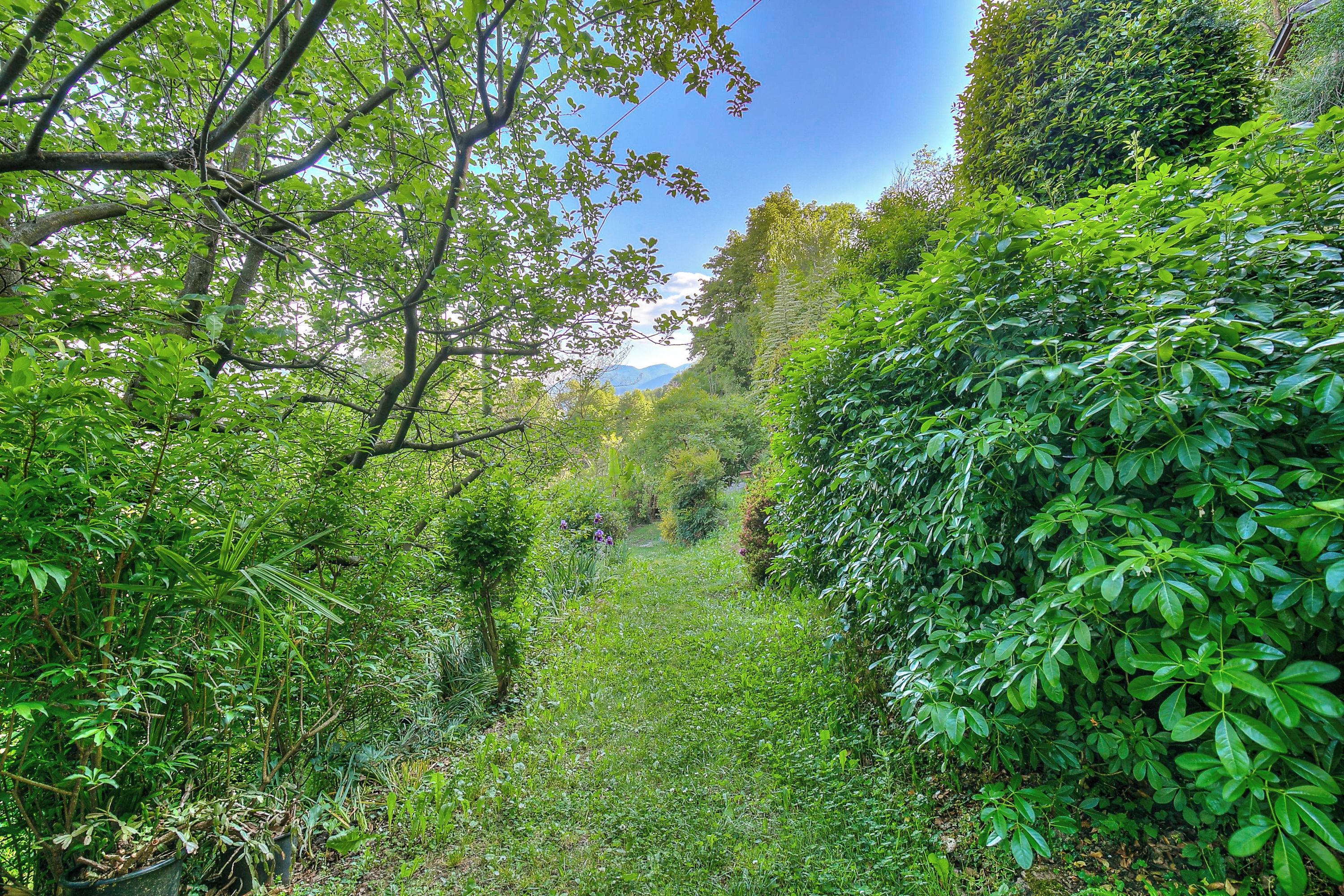 A narrow pathway surrounded by dense greenery and trees.