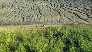 Una playa con marcas de neumáticos visibles y un primer plano con césped.