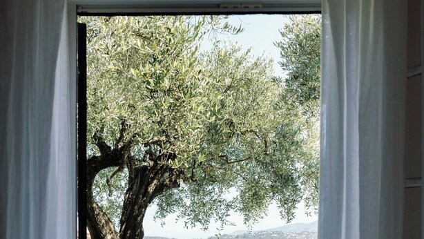 A view through a window with white curtains, featuring a table with a basket and a chair, a large tree, and a grassy area with a stone path. - Exceptional apartment in Cannes' countryside (Spéracèdes)