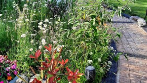 En trädgård med olika växter och blommor, en stenlagd gång och en blå stol i bakgrunden.