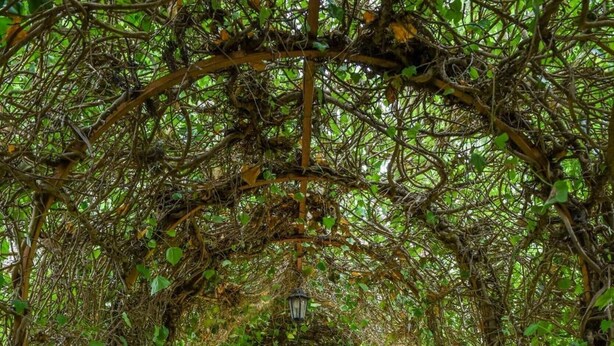 Un sendero que atraviesa un arco cubierto de hiedra, dirigiéndose hacia un edificio.