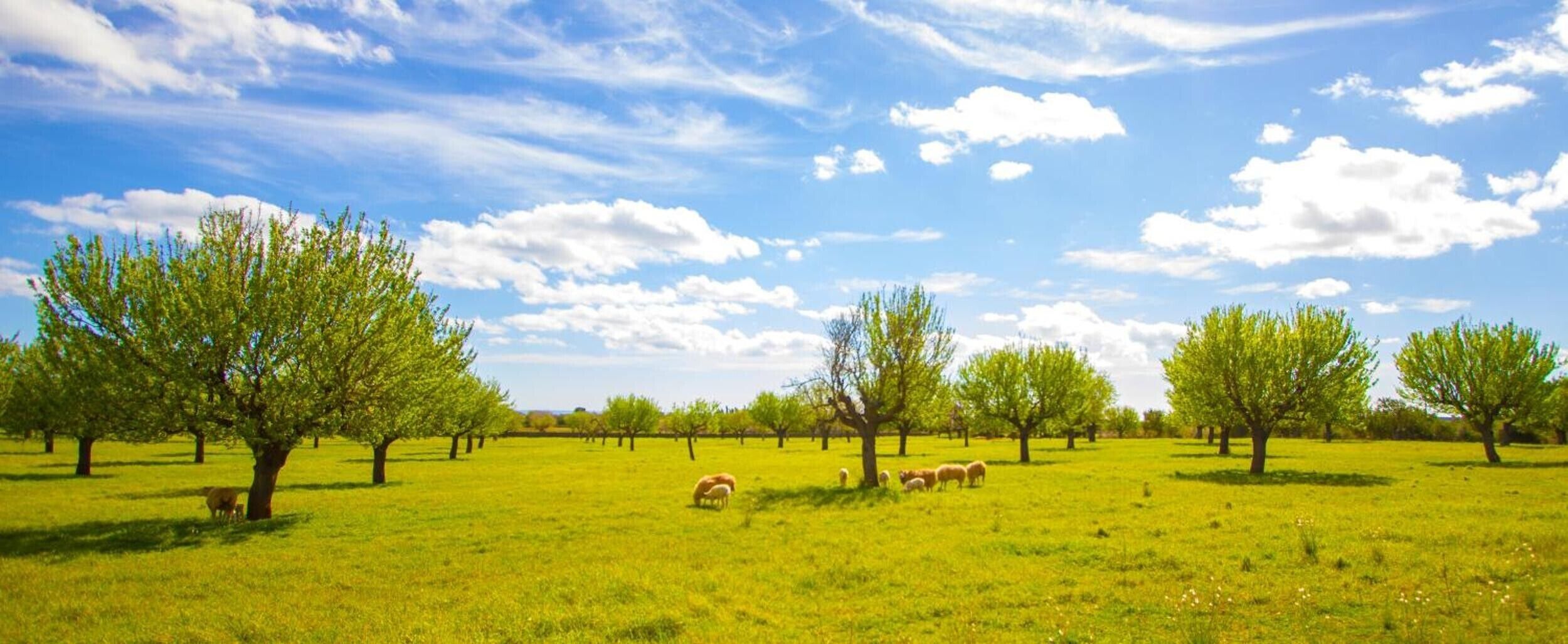 A grassy field with trees and sheep.