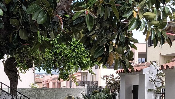 Um pátio com soalho de pedra, uma árvore, um pequeno jardim e um edifício com telhado de azulejos.