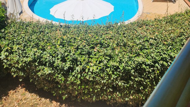 Una piscina con lettini e ombrelloni, circondata da siepi e un edificio con balconi.