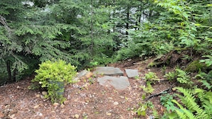 Une zone boisée avec un sentier pavé de pierres, des arbres denses et des fougères.