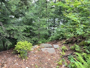 Une zone boisée avec un sentier pavé de pierres, des arbres denses et des fougères.