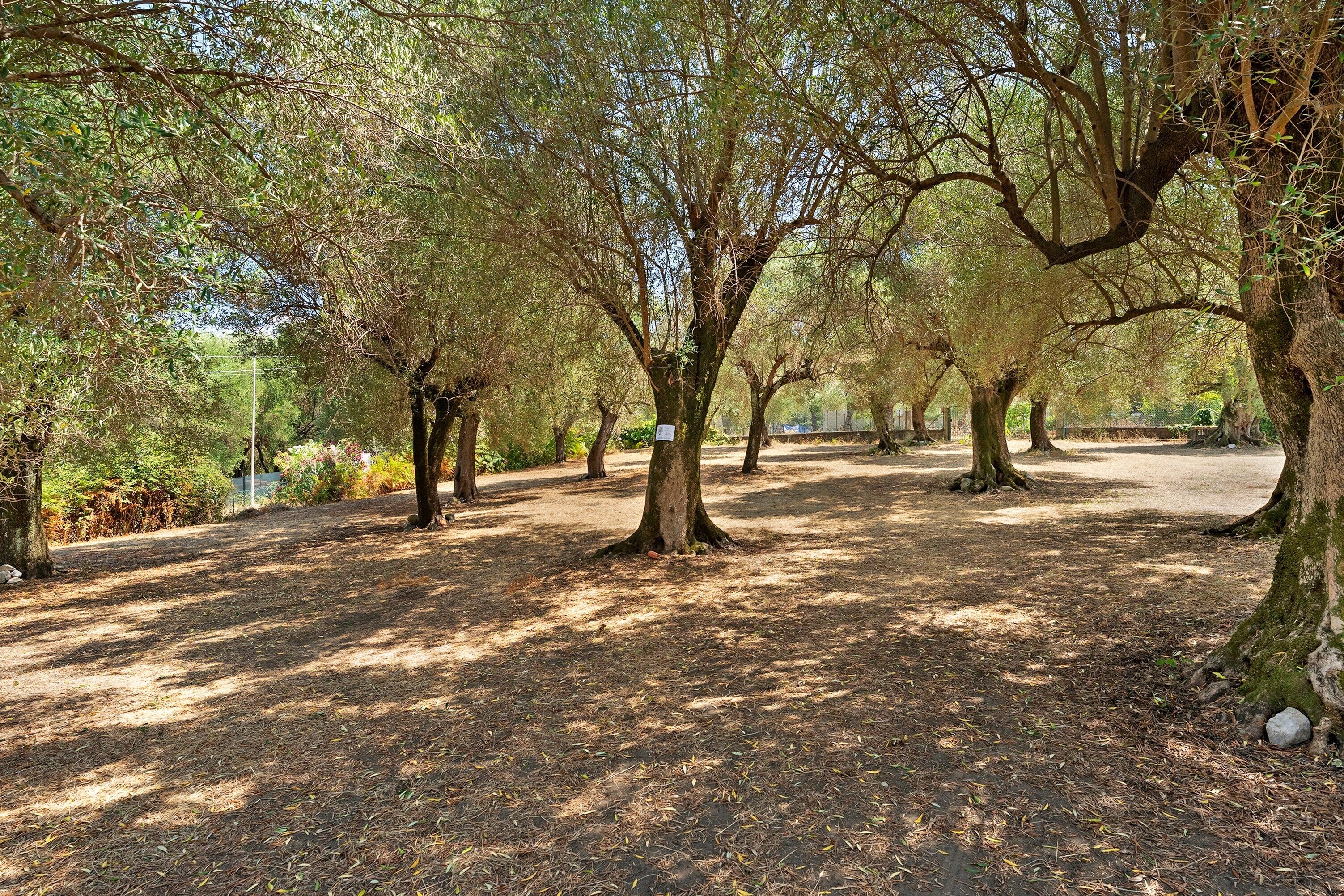 Un parco con alberi, un sentiero sterrato e un cartello.