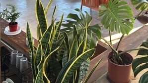A spacious living area with a fireplace, large windows, and a variety of plants. - Pousada Morada Canto do Sol (São Bento do Sapucaí)
