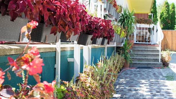A pathway leading to a house with a yellow door, surrounded by potted plants and a stone-tiled area.