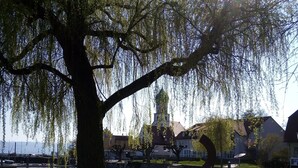 A park with a large tree, a body of water, and buildings in the background. - Studio Apartment Braun (Wasserburg am Bodensee)