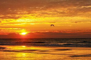 Apartment, 1 King-Bett (Santa Rosa Dunes 1061) | Strand