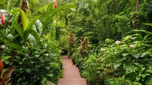 A wooden pathway surrounded by lush greenery and tropical plants. - Casa Toucan - Jungle Pool Villa - Private Pool -  Starlink - Quads (Isla Colon)