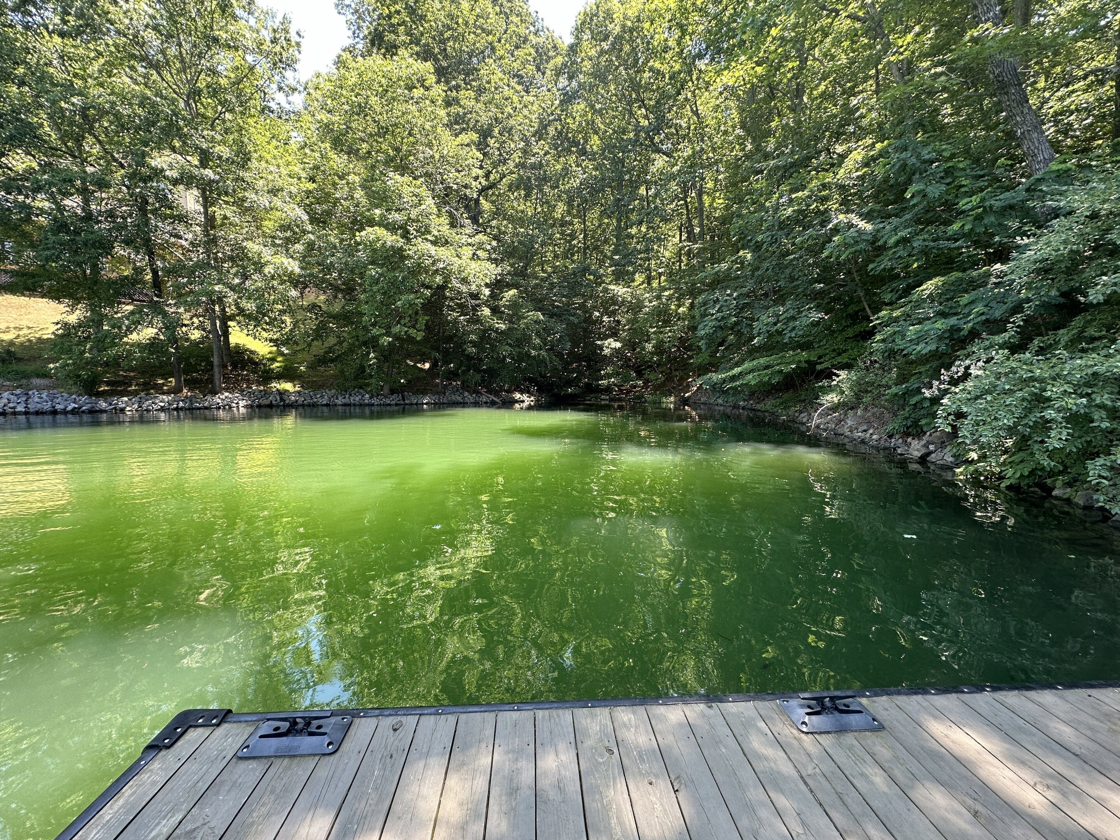 A wooden dock extending into a green body of water surrounded by dense trees.