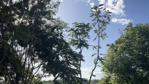A swimming pool with a view of a river and trees. - The house on the Iguazú River (Puerto Iguazú)
