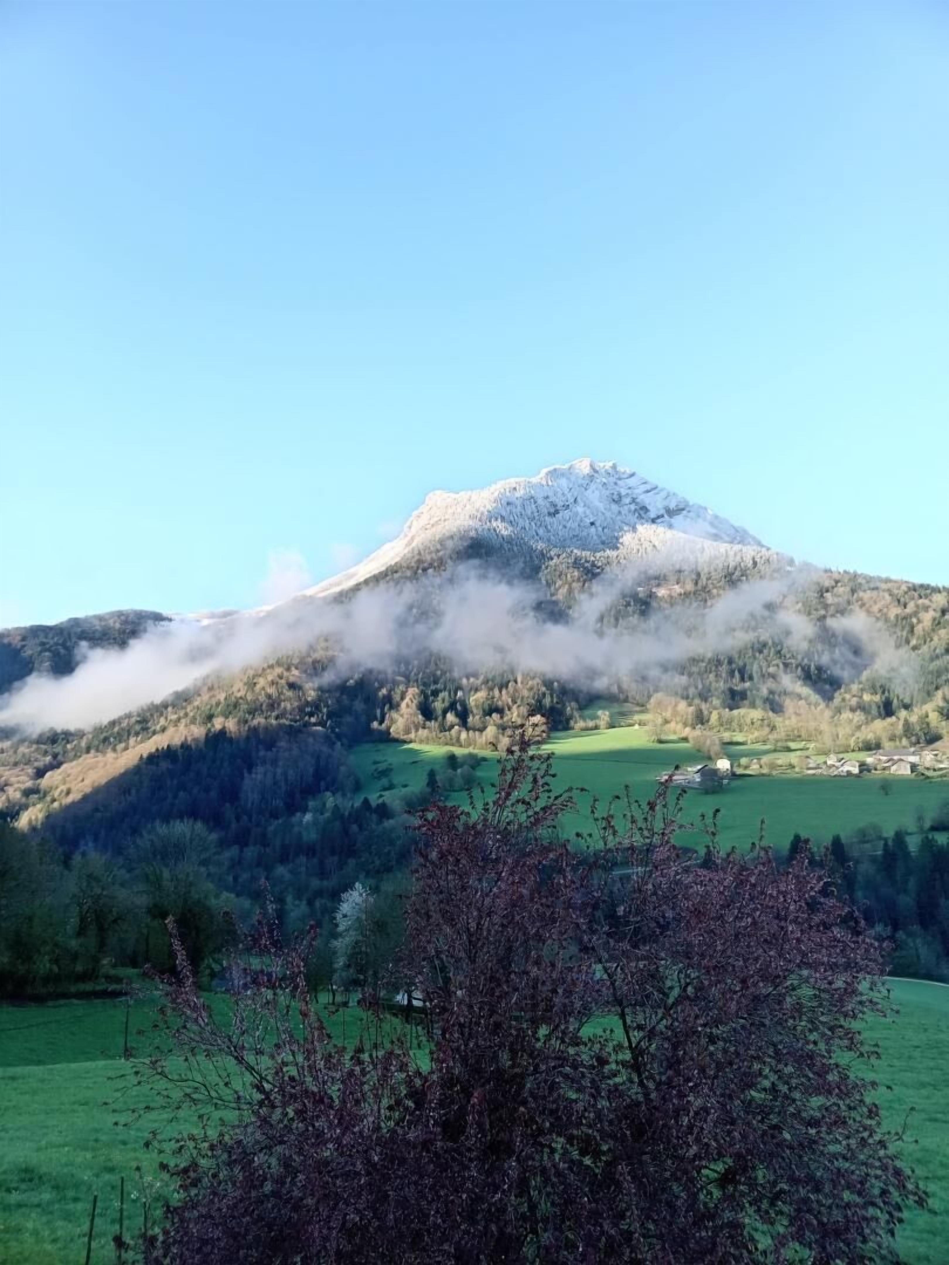 Una muntanya amb un pic cobert de neu, una vall verda i un arbre al primer pla.