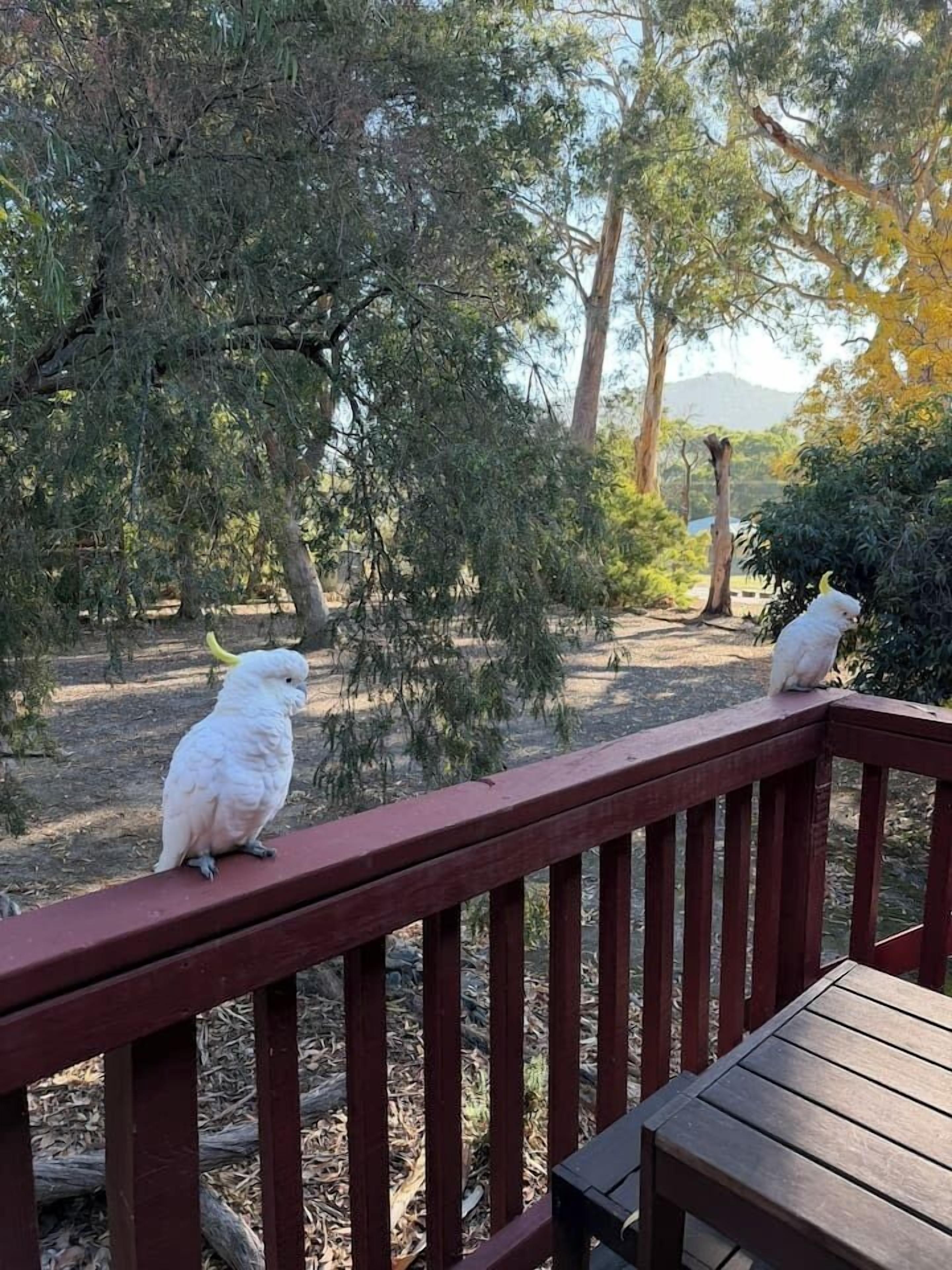 A wooden deck with two white birds perched on the railing, surrounded by trees and a clear sky.