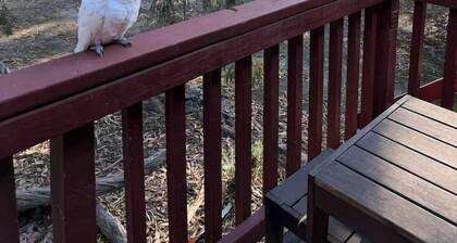 Froggy`s Quarters Cabin 7 - Platypus